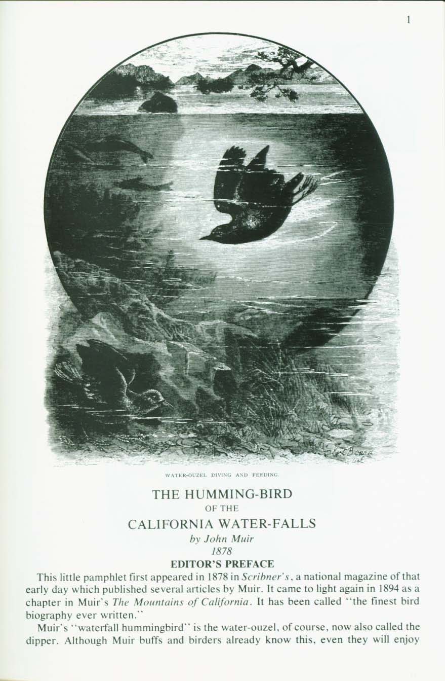 THE HUMMINGBIRD OF THE CALIFORNIA WATERFALLS. VIST0019a